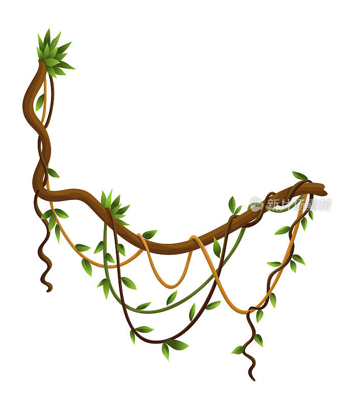 Twisted wild lianas branches banner. Jungle vine plants. Woody natural tropical rainforest